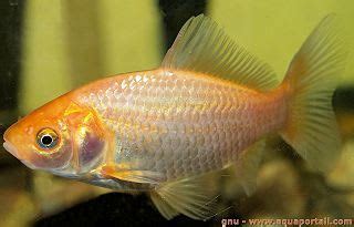 auratus|poisson rouge taille adulte.